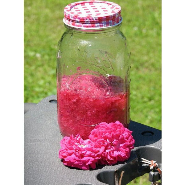 rose-de-rescht-7