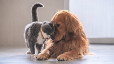 Purina Pet School