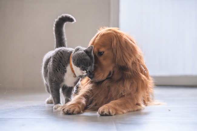 Purina Pet School